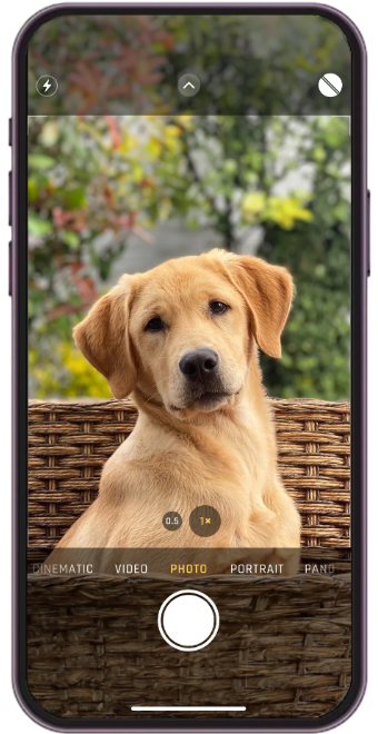 How to Take the Best Photo of Your Dog for a Custom Portrait