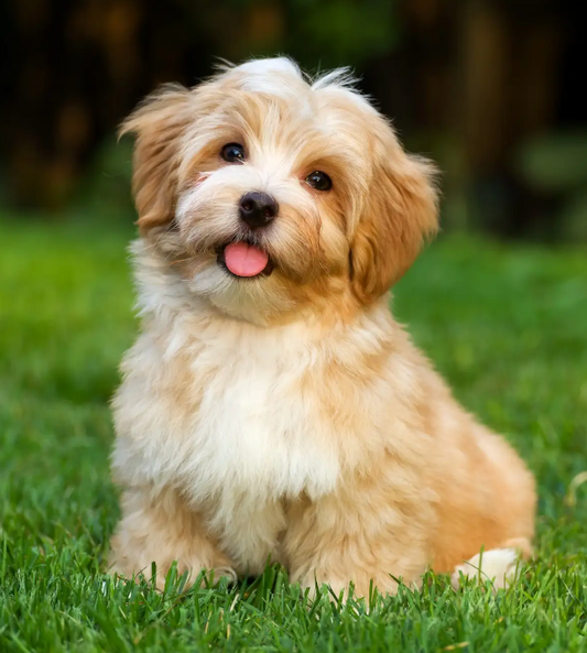 The Science Behind Why We Love Dogs So Much