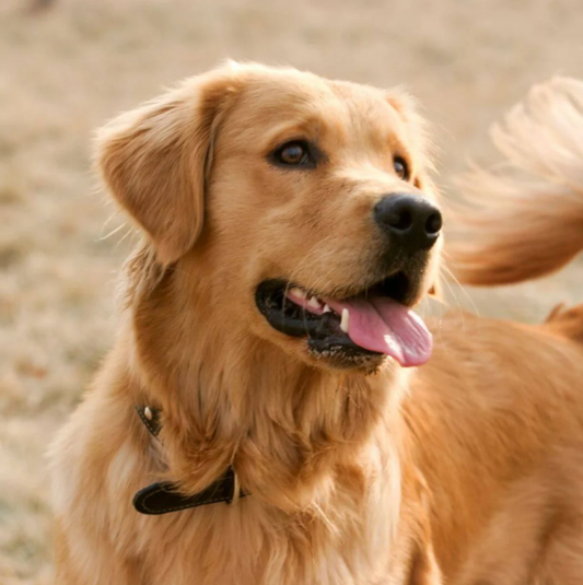 The Best Dog Breeds for First-Time Owners (and Why You’ll Love Them!)